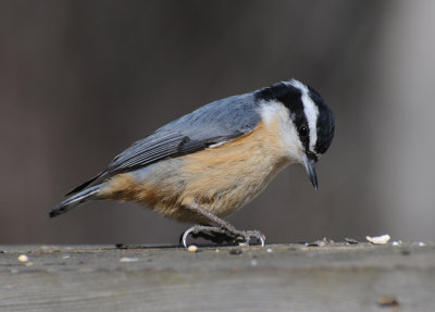 Red-Breasted Nuthatch (Sitta canadensis)