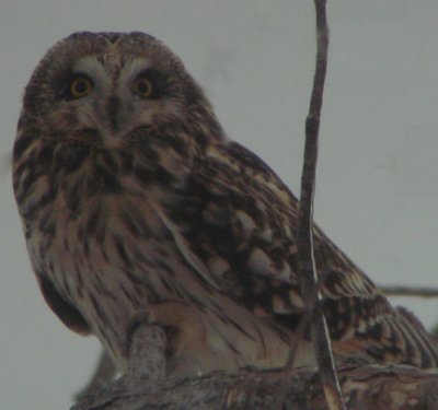 Short-eared Owl (Asio flammeus