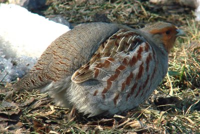Gray Partridge (Perdix perdix)  