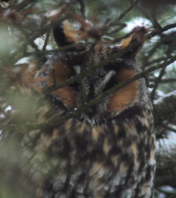 Long-eared Owl (Asio otus)