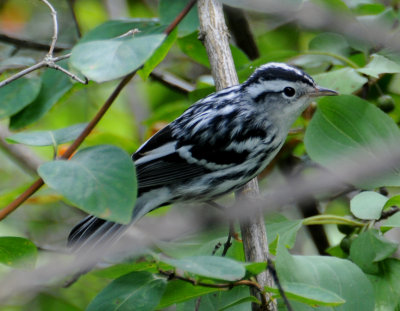 Black and white Warbler (Mniotilta varia)