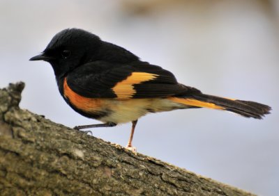 American Redstart (Setophaga ruticilla)