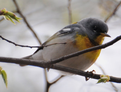 Northern Parula (Setophaga americana) 