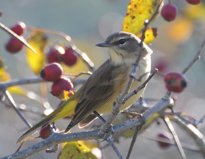 Palm Warbler (Setophaga hypochrysea)