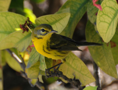 Prairie Warbler (Setophaga discolor)