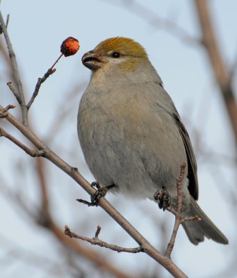 Pine Grosbeak  (Pinicola enucleator)