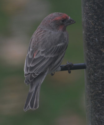 House Finch  (Haemorhous mexicanus)