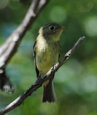 Yellow-bellied Flycatcher (Empidonax flaviventris)