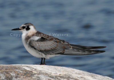 Black Tern (Chlidonias niger)