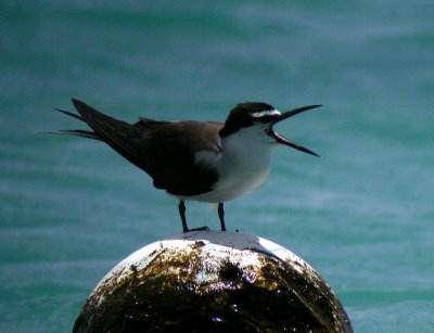 Bridled Tern (Onychoprion anaethetus)