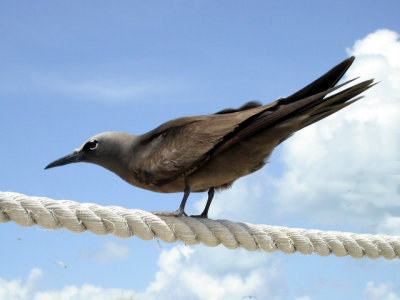 The Brown Noddy or Common Noddy (Anous stolidus)