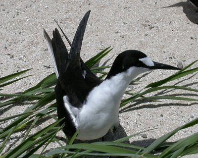 Sooty Tern (Onychoprion fuscatus)