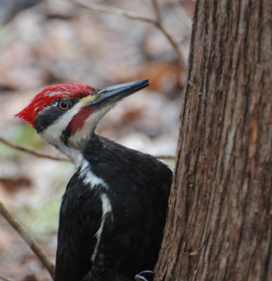 Pileated Woodpecker (Dryocopus pileatus) 