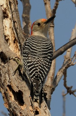 Woodpeckers and Nuthatches