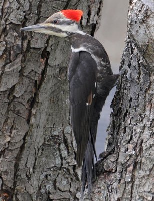 	 Pileated Woodpecker (Dryocopus pileatus)  in Maple