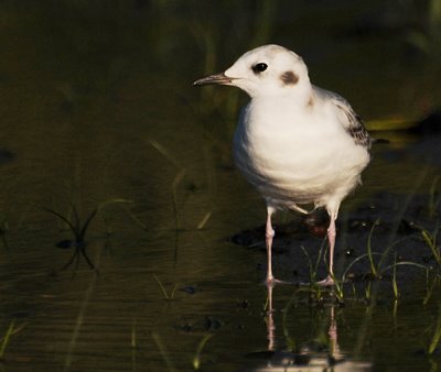 Bonaparte's Gull  (Chroicocephalus philadelphia) 