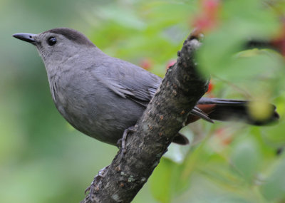 Gray Catbird (Dumetella carolinensis)