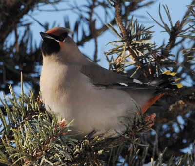 Bohemian Waxwing (Bombycilla garrulus)