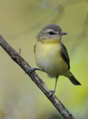 Philadelphia Vireo  (Vireo philadelphicus)