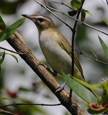 Red-eyed Vireo (Vireo olivaceus)