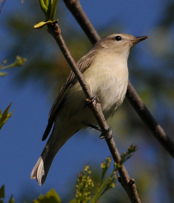 Warbling Vireo (Vireo gilvus)