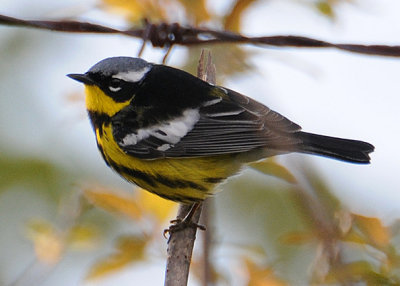 Magnolia Warbler (Setophaga magnolia)