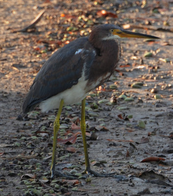 Tri-coloured Heron (Egretta tricolor)