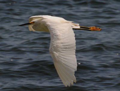 Snowy Egret (Egretta thula)