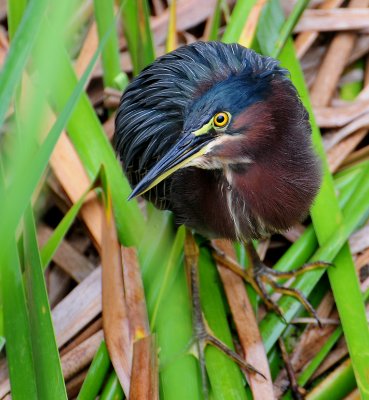 Green Heron (Butorides virescens)