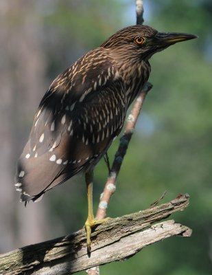 Black-crowned Night Heron (Nycticorax nycticorax)