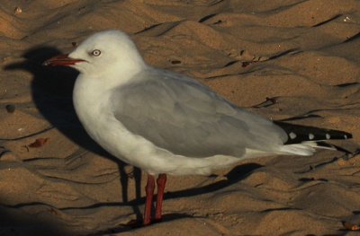 Silver Gull (Chroicocephalus novaehollandiae)