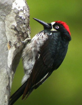 Acorn Woodpecker  (Melanerpes formicivorus)