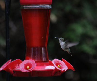 Ruby-throated Hummingbird (Archilochus colubris)