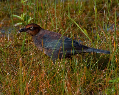 Rusty Blackbird (Euphagus carolinus)