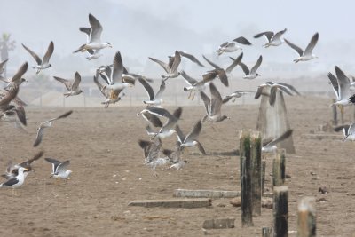 seabirds at the beach sanctuary