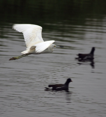 egret-flying01.jpg