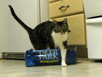 max_deerpark2.jpg