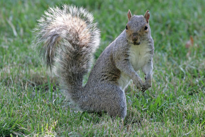 Our Local Wildlife