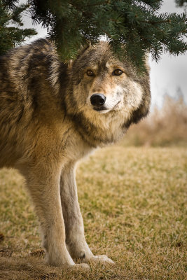 Wolf  4395