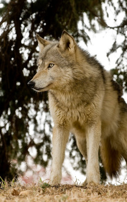 Wolf 4412