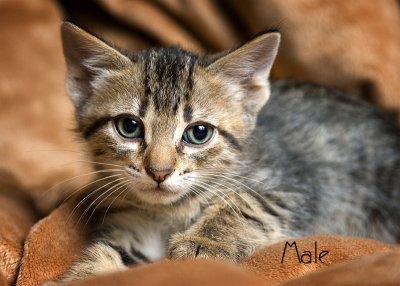 kitty 1 - male