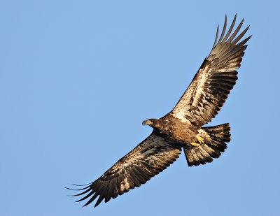 soaring juvie - bald eagle