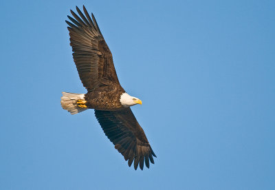 soaring adult bald eagle