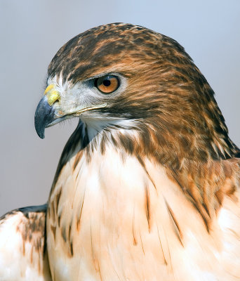 Redtail Hawk Portrait