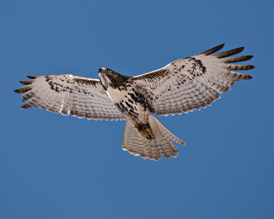 Redtail Hawk in Flight
