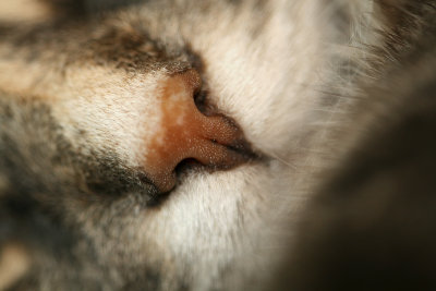 February 22, 2009: Fill Frame with Animal