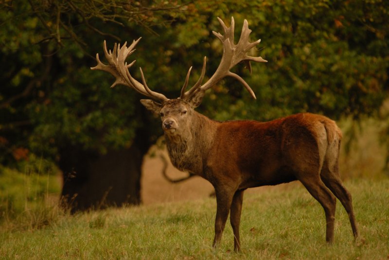 Woburn 2009 - The Rut