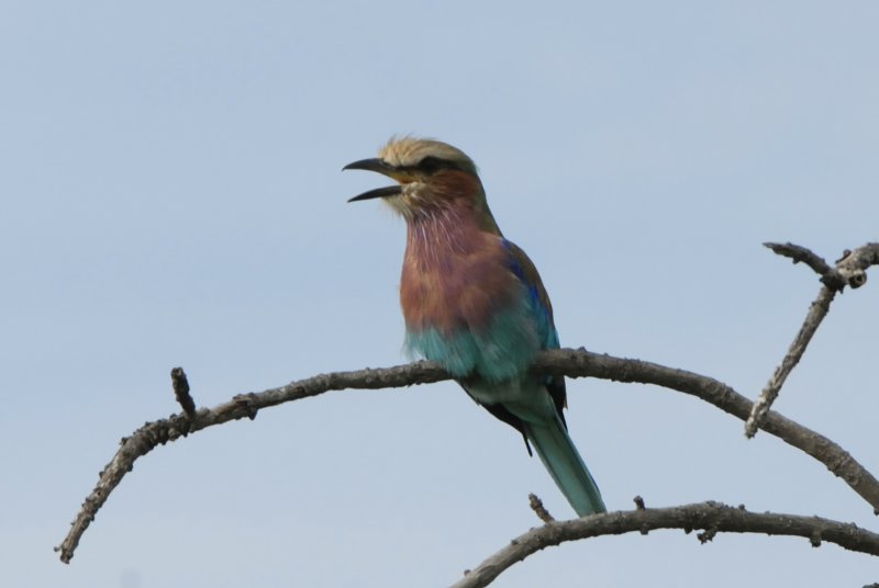 Lilac Breasted Roller