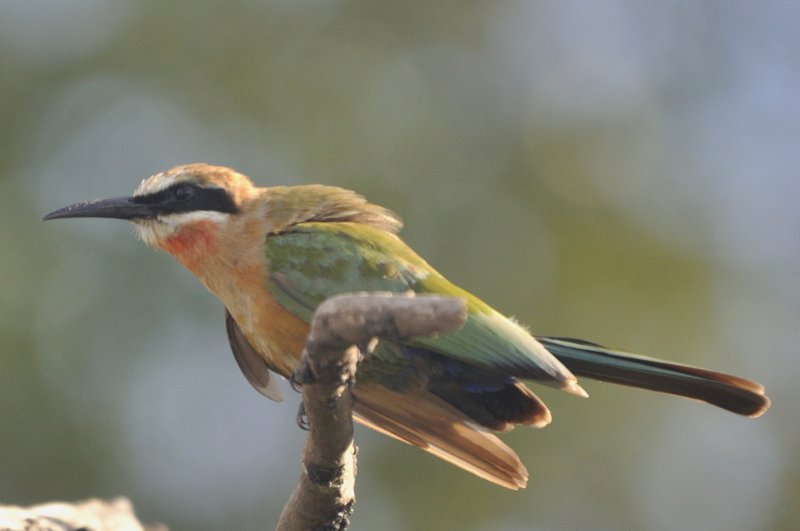 European Bee-Eater