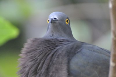 Christmas Island Imperial Pigeon - Only found on Island